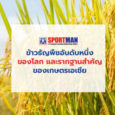 ข้าว ธัญพืชอันดับหนึ่งของโลก และรากฐานสำคัญของเกษตรเอเชีย